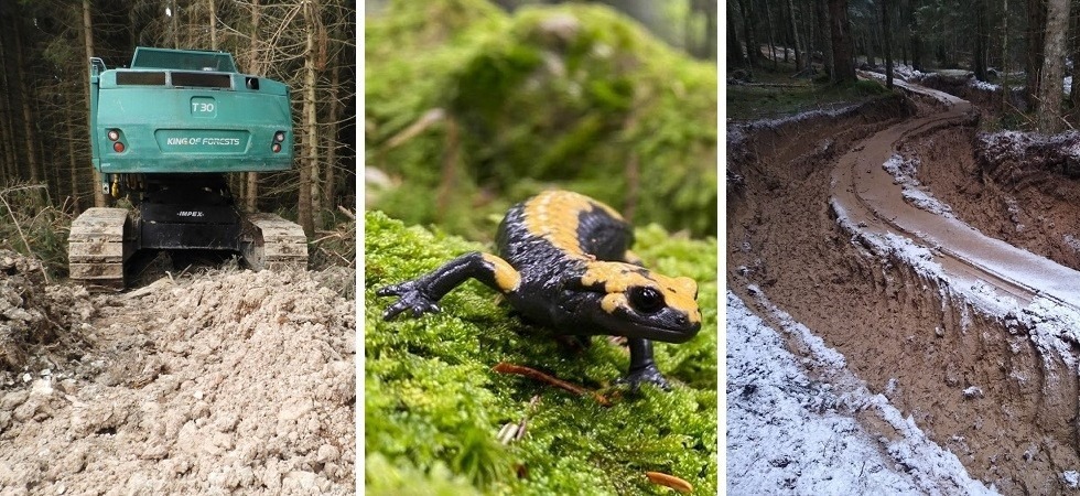 Foto della salamandra al centro Karol Tabarelli de Fatis Una delle salamandre più rare d’Europa minacciata dal taglio dei boschi